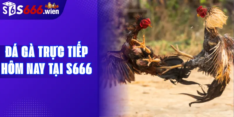 Đá gà trực tiếp hôm nay tại S666